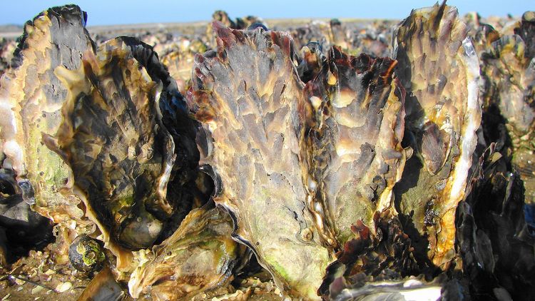 Großaufnahme von Austern am Strand