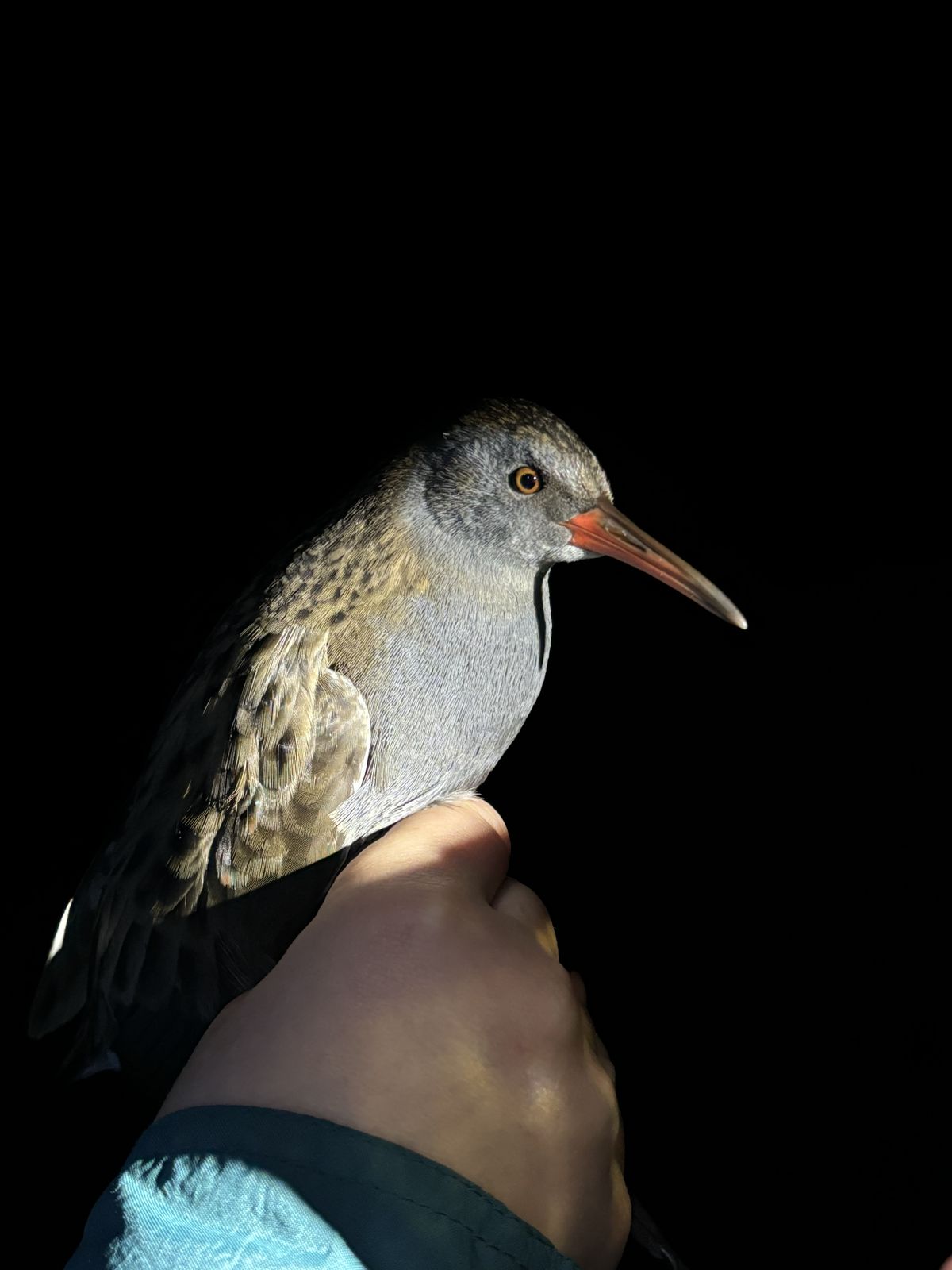Nächtlicher Vogelfang — Laura-Marie von Elm — Während des Fangens von Feldlerchen für die Masterarbeit, gingen auch andere Vögel ins Netz. So wie diese schöne Wasserralle, die wir auch beringt haben.