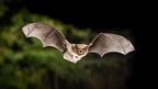 Großaufnahme einer Fledermaus mit ausgebreiteten Flügeln und offenem Mund. 