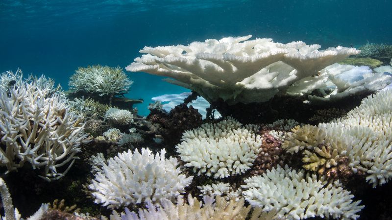 Unterwasserbild eines Korallenriffs, es sind verschiedene große und kleine, unterschiedlich geformte Korallen zu sehen. Die meisten sind weiß und nicht farbig wie sonst.  