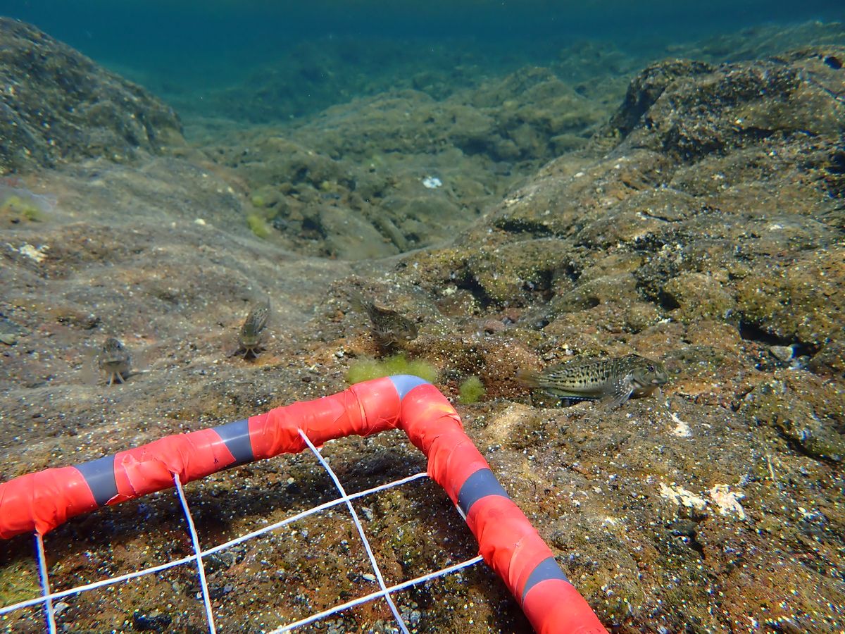 Unter Beobachtung — Alicia Pages — Im Rahmen meines Erasmus-Praktikums auf Gran Canaria habe ich die Fischgemeinschaften in Gezeitenbecken erfasst. Dazu musste ich auch das Substrat in den Gezeitentümpeln erfassen, was ich mit Hilfe eines Benthic Quadrats tun konnte. Dabei wurde ich oft von den neugierigen und territorialen Blennies beobachtet oder sogar regelrecht bedrängt. 