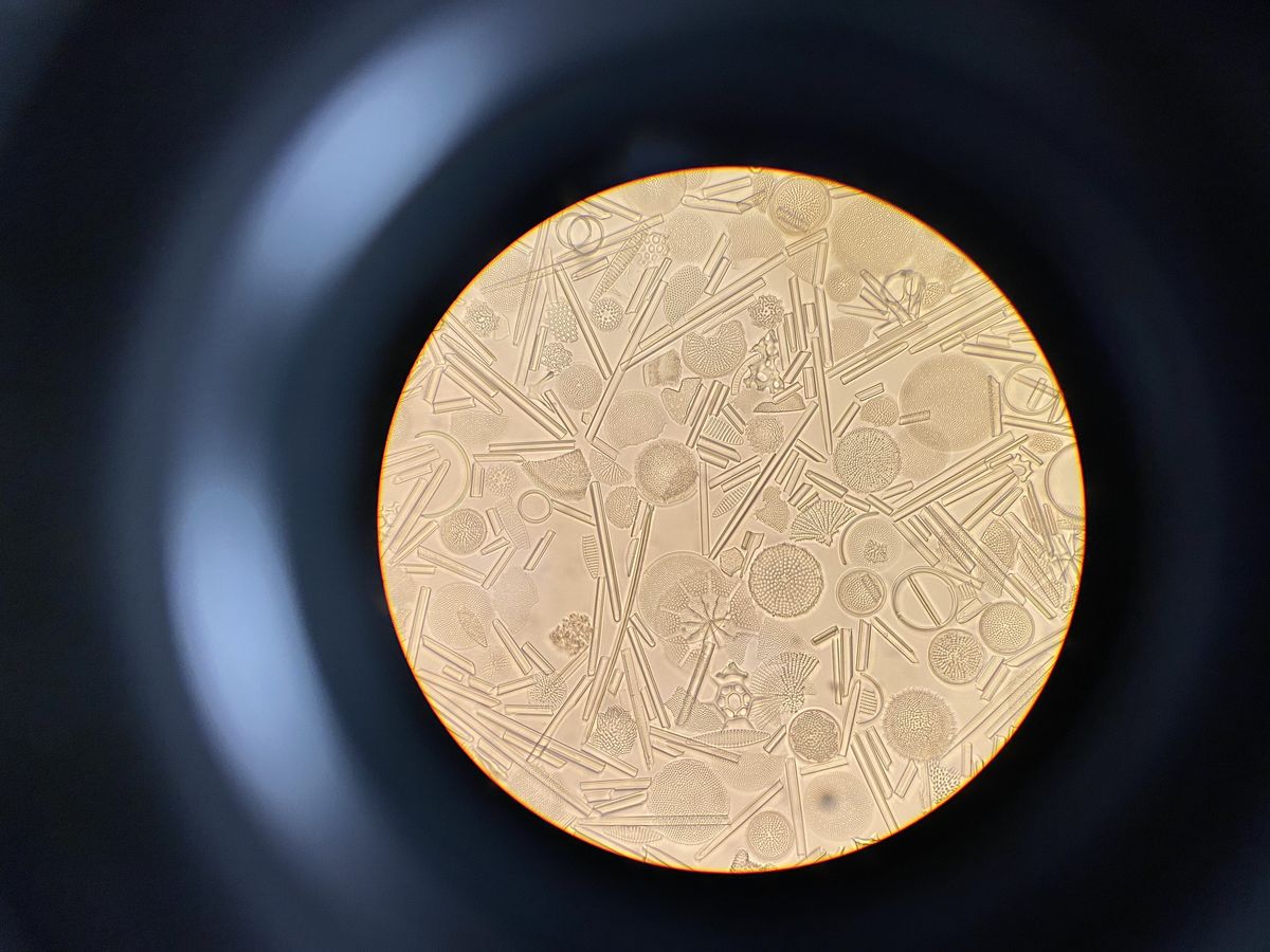 Klimageschichte unter dem Mikroskop —  Serafina Endress — Das Foto zeigt eine mikroskopische Aufnahme von Kieselalgen aus dem Südozean, welche zur Analyse der Nährstoffnutzung der letzten Hunderttausenden Jahre verwendet werden. Diese Untersuchungen ermöglichen es, den marinen Kohlenstoffkreislauf besser zu verstehen und tragen so zur Erforschung des globalen Klimasystems bei. 