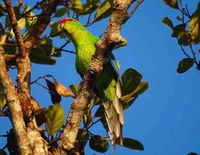 Experience report Vermeer A New Caledonian parakeet sits on a branch against a blue sky. The bird has green feathers and a red head.