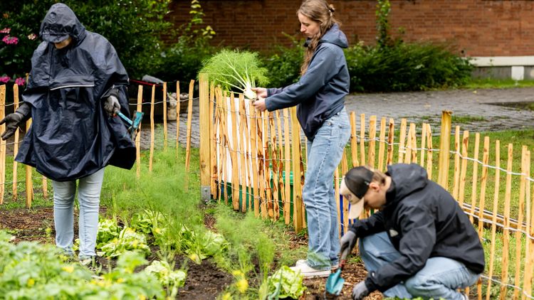 Das Bild zeigt zwei Studentinnen und einen Studenten, die bei Regen im Beet arbeiten. Er bückt sich und gräbt etwas, eine der Frauen hält einen frisch geernteten Strauch Fenchel in der Hand.