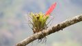 Close-up of a small bromeliad growing on a finger-thick branch. 