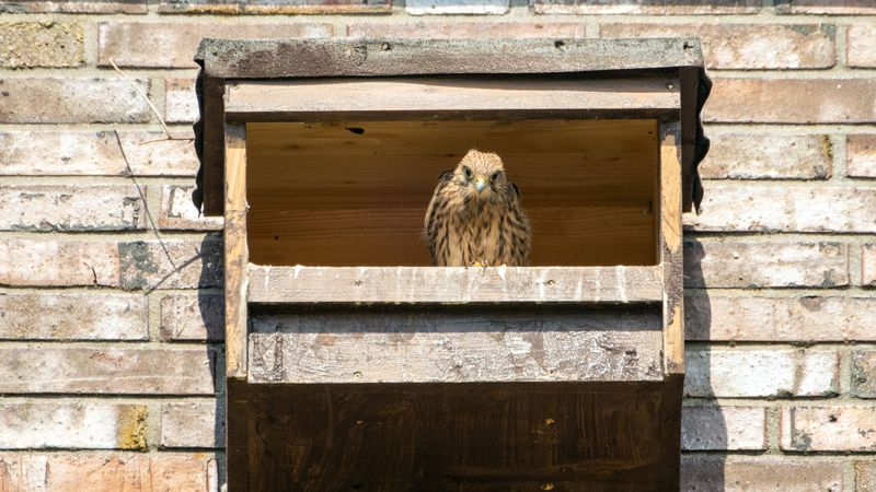 Erwachsener Falke schaut aus dem Nistkasten.
