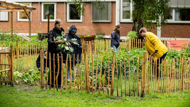 Das Bild zeigt eine Gruppe von Studierenden, die bei Regenwetter auf dem Acker arbeiten. Einige halten Werkezeuge wie Schaufeln in der Hand, andere bringen geerntetes Gemüse zum Ausgang.