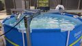 The picture shows a pool filled with water, above which a metal arm is attached. The epiphytes are attached to it. 
