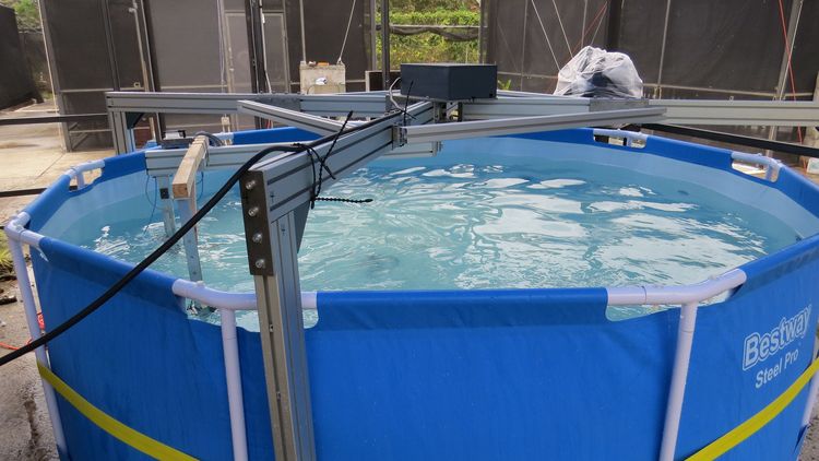 The picture shows a pool filled with water, above which a metal arm is attached. The epiphytes are attached to it. 