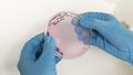 Two hands in gloves are holding a petri dish.