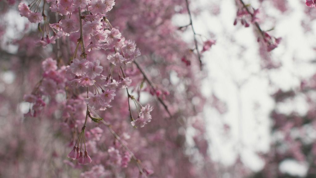 Tohoku Kirschblütenbaum Ein blühender Kirschbaum in Tohoku mit zarten rosa Blüten.