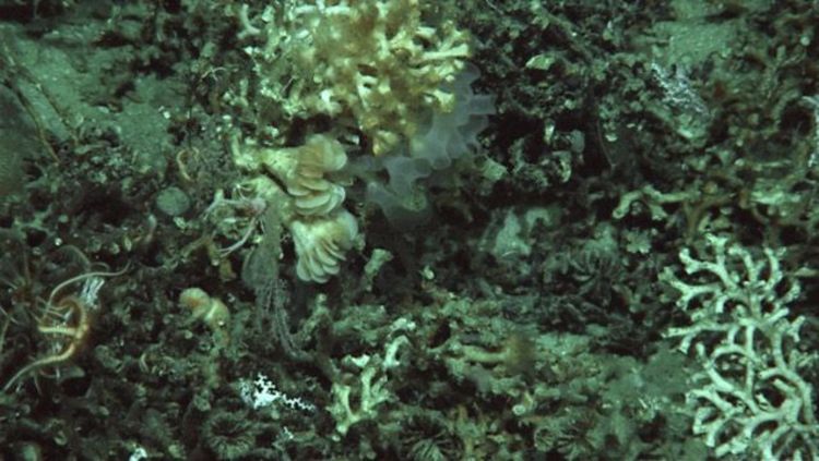 Underwater picture of seafloor in 1.500 metres depth made by ROV JASON. 
