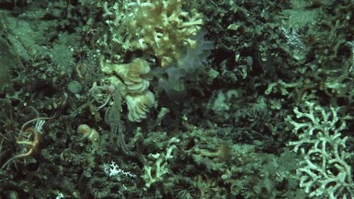 Underwater picture of seafloor in 1.500 metres depth made by ROV JASON. 
