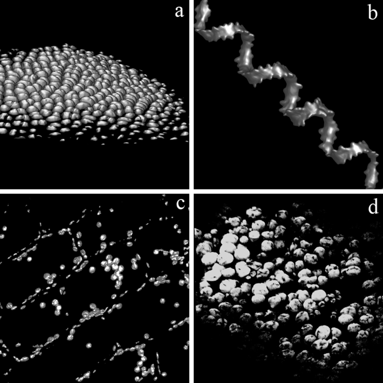 Vier konfokale Fluoreszenzaufnahmen aufgenommen mit dem DMD Mikroskop. Die dargestellten biologischen Proben sind: a) Enteromorpha spec., b) Spyrogyra spec., c) Elodea canadensis., d) Einzellige Algen in einer Heuinfusion