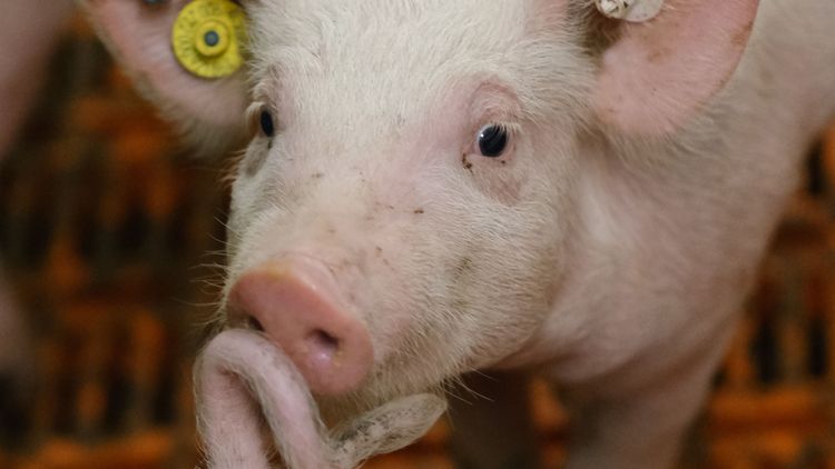 Ein Ferkel schnuppert am Schwanz eines anderen Ferkels.