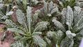 View from above of several palm kale plants