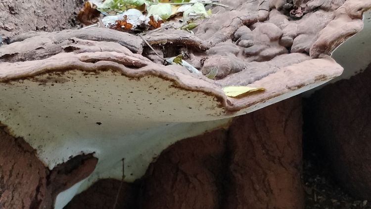 Der Fruchtkörper des Lackporlings von schräg unten.
