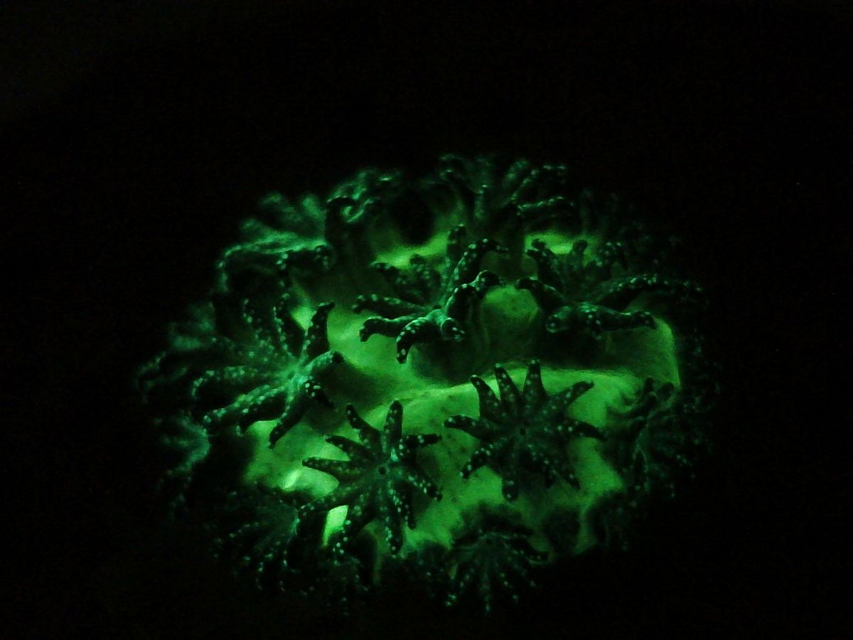 Fluorescent baby coral - the hope for future reefs — Laura Fiegel — Globally coral reefs are under massive stress due to climate change. Baby corals are more adaptable to shifts in the environment. During my studies I focus on the early coral life stages, especially on the transformation from a swimming coral larvae into a sessile, metamorphosed young coral settler. 