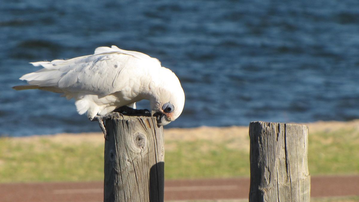 Das Bild zeigt einen weißen Kakadu, der auf einem Holzpfosten sitzt. Der Vogel hat seinen Kopf gesenkt und scheint etwas vom Pfosten zu picken. Im Hintergrund ist Wasser und grünes Gras zu sehen. Die Szene wirkt friedlich und natürlich.