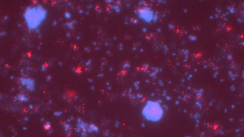 Muster aus größeren und kleineren blauen und roten Punkten, die unregelmäßig auf dunklem Untergrund verteilt sind. 