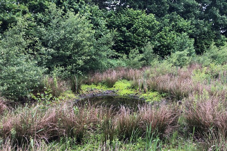 Bild des naturbelassenen Regenrückhaltebeckens hinter W32 in Wechloy.