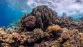 The picture shows a coral landscape in the Red Sea. The corals are reddish-brown in colour and are only a few meters below the surface.