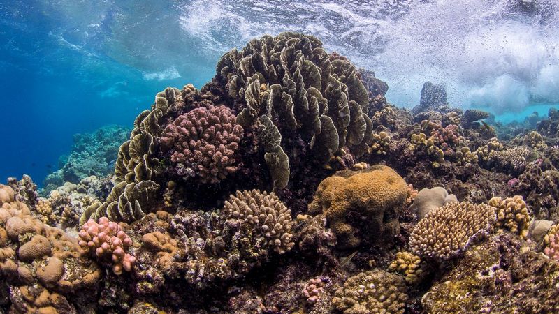 Das Bild zeigt eine Korallenlandschaft im Roten Meer. Die Korallen sind rotbräunlich gefärbt und befinden sich nur wenige Meter unter der Wasseroberfläche.