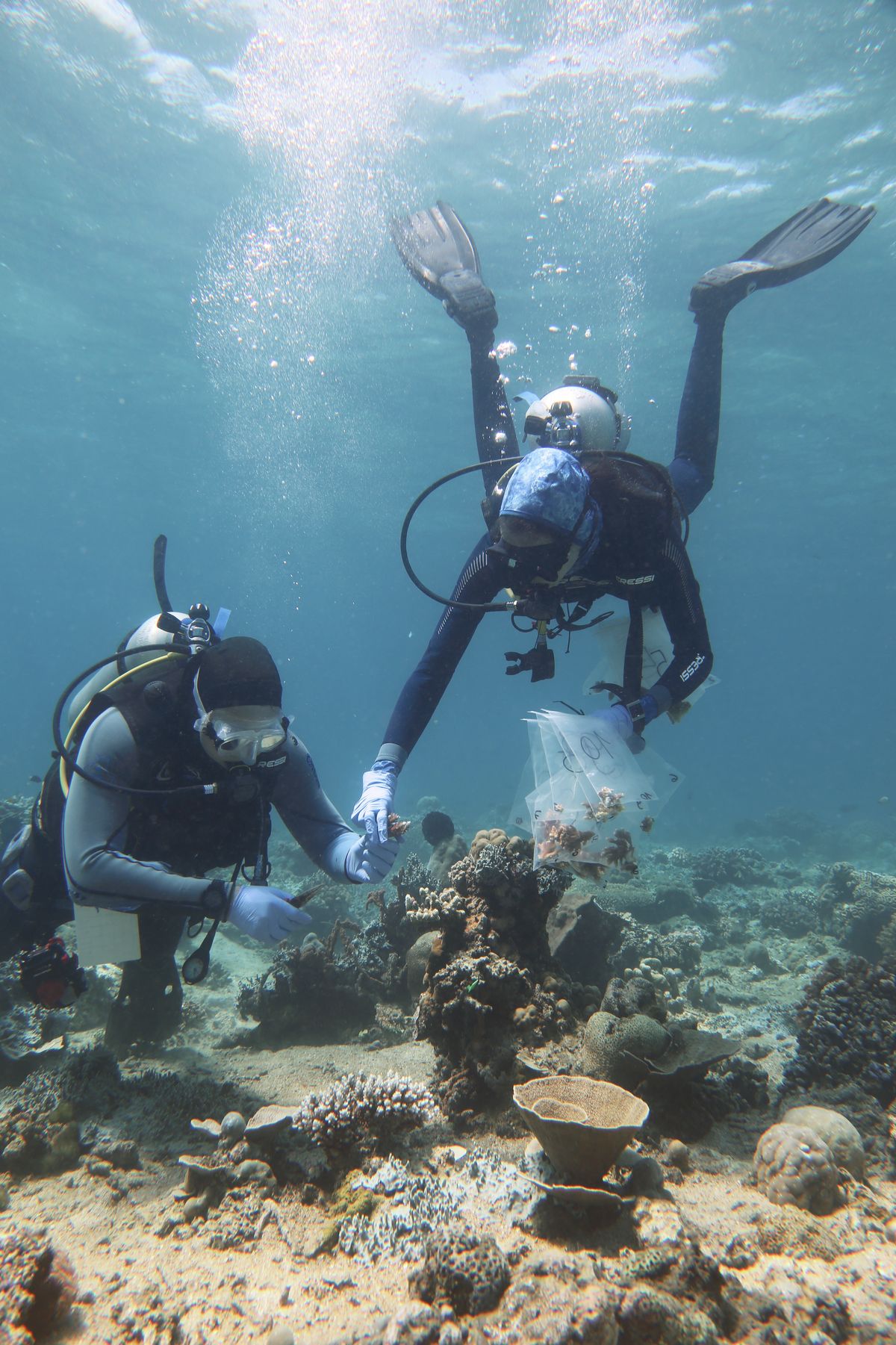 Fragments for Future: Wie kleine Stücke von Korallen ganzen Riffen helfen können — Michelle Gwinner — Das Foto zeigt, wie wir Fragmente der Korallenart Acropora secale in einem indonesischen Riff sammeln. Ein Teil dieser Fragmente wird später hinsichtlich ihres Mikrobioms und ihrer Wärmetoleranz untersucht, während die anderen Fragmente derselben Kolonie auf ein von uns künstlich angelegtes Riff transplantiert werden. In einem Langzeitexperiment erforschen wir dann, ob die transplantierten Korallen ihr Mikrobiom und ihre Wärmetoleranz beibehalten, um besser zu verstehen, welche Eigenschaften Korallen für Restaurationen besonders geeignet machen.