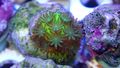 The picture shows a stony coral (Acropora millepora). It is greenish in colour. On its surface are numerous small individual polyps, also greenish in colour.