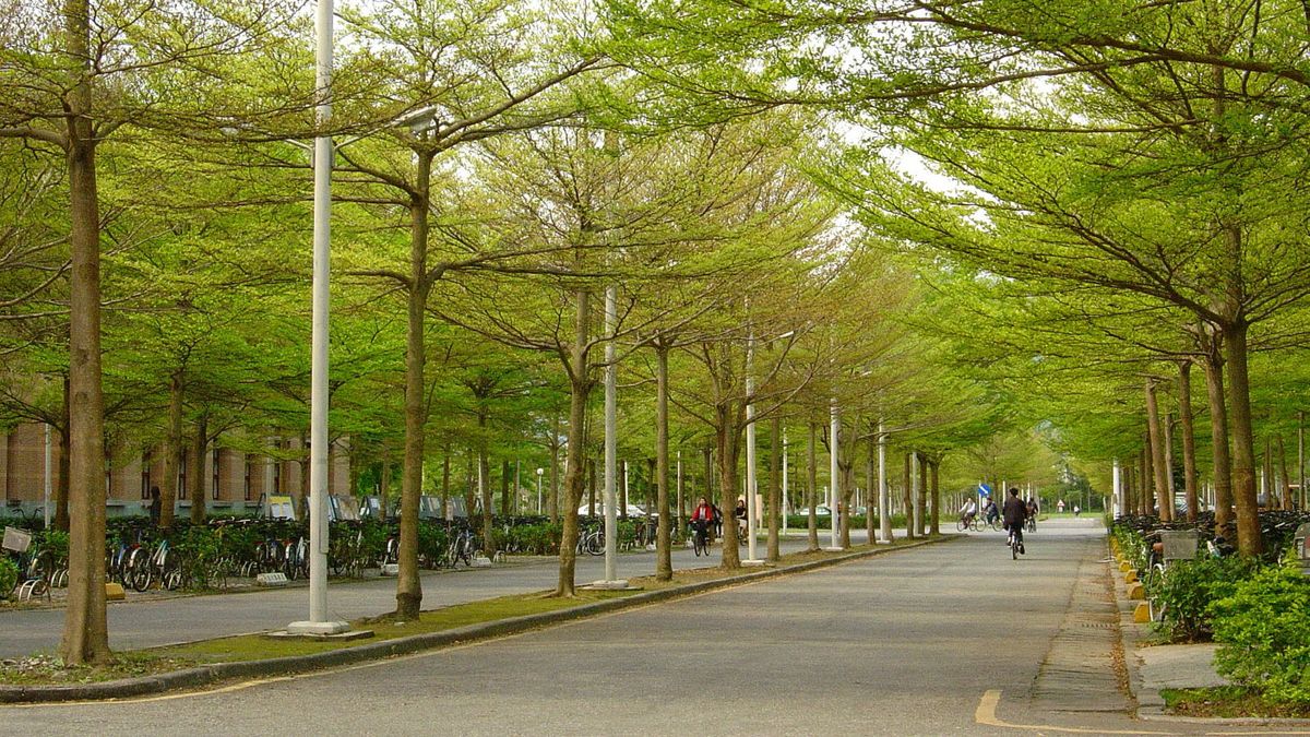 Das Bild zeigt eine Allee auf dem Campus der National Dong Hwa University (NDHU), gesäumt von hohen Bäumen mit frischem, grünem Laub. Ein asphaltierter Weg führt durch die Allee, und einige Studierende fahren auf Fahrrädern oder gehen zu Fuß entlang des Weges. Im Hintergrund sind Gebäude und Fahrradständer zu erkennen. Die Szene vermittelt eine ruhige und friedliche Atmosphäre und zeigt eine typische Campuslandschaft.