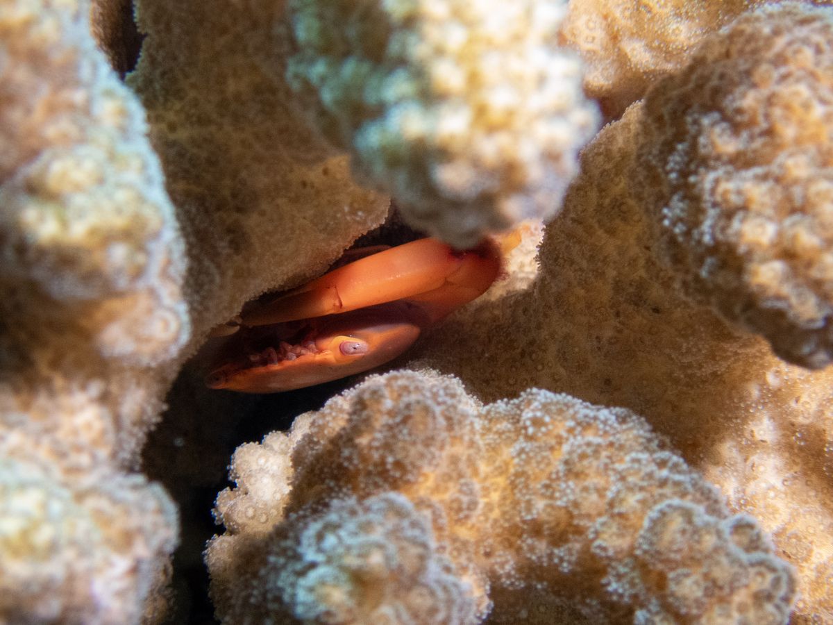 Coral crab (Trapezia sp.) in symbiosis with restored coral (Pocillopora sp.) — Miriam Kloppenburg — Coral reefs are threatened by climate change, pollution and overfishing, leading to widespread coral decline. This project is crucial and focuses on restoring coral reefs as these ecosystems provide habitat for numerous marine species, protect coastlines from erosion and play a keyrole in the global carbon cycle.In the Indian Ocean in Mauritius this coral crab shares a symbiotic relationship and finds a new home and in return protects the coral from predators. 