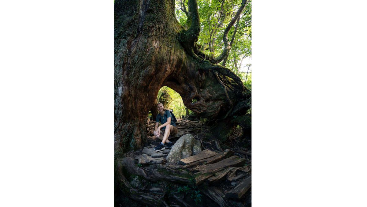 Eine Person sitzt in einer Aussparung in einem großen, alten Baum. Der Baum hat dicke Wurzeln und Äste, die sich über einen Pfad mit Steinstufen erstrecken. Im Hintergrund ist grünes Laub zu sehen