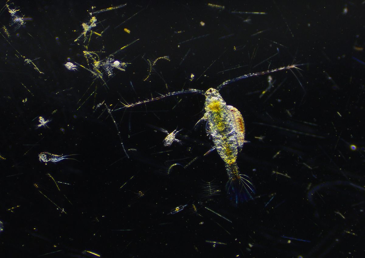 Hitchhiking through marine plankton — Yana Markova — This image captures a pelagic Acartia copepod carrying a parasitic bopyrid isopod larva. Taken through a stereomicroscope with a Leica camera, this photograph was a part of a master thesis project studying the effects of parasitism on copepod migration patterns. The project was a collaborative effort between the Plankton Ecology research group at the University of Oldenburg and the POICE research team at the University of Oslo. 
