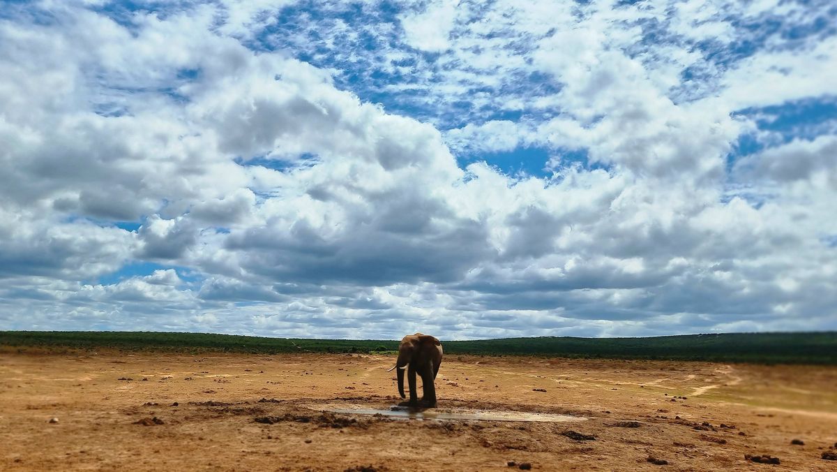 Elefant