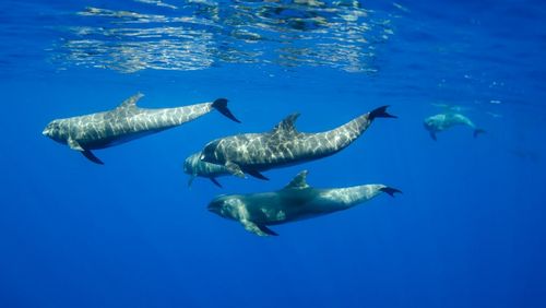 Four dolphins swim just below the water surface.