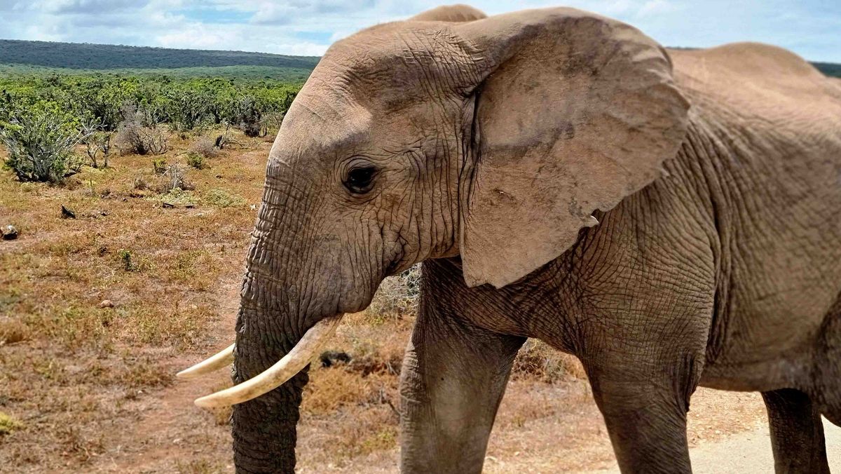 Elefant Ein Elefant steht in einer trockenen Landschaft mit Büschen und Bäumen im Hintergrund.