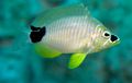      Close-up of a yellow, black and white patterned fish swimming in a tropical sea.