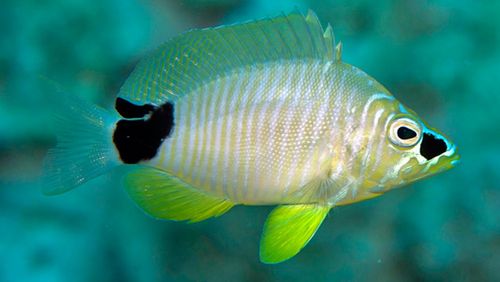 Großaufnahme eines gelb-schwarz-weiß gemusterten Fischs, der in einem tropischen Meer schwimmt.
