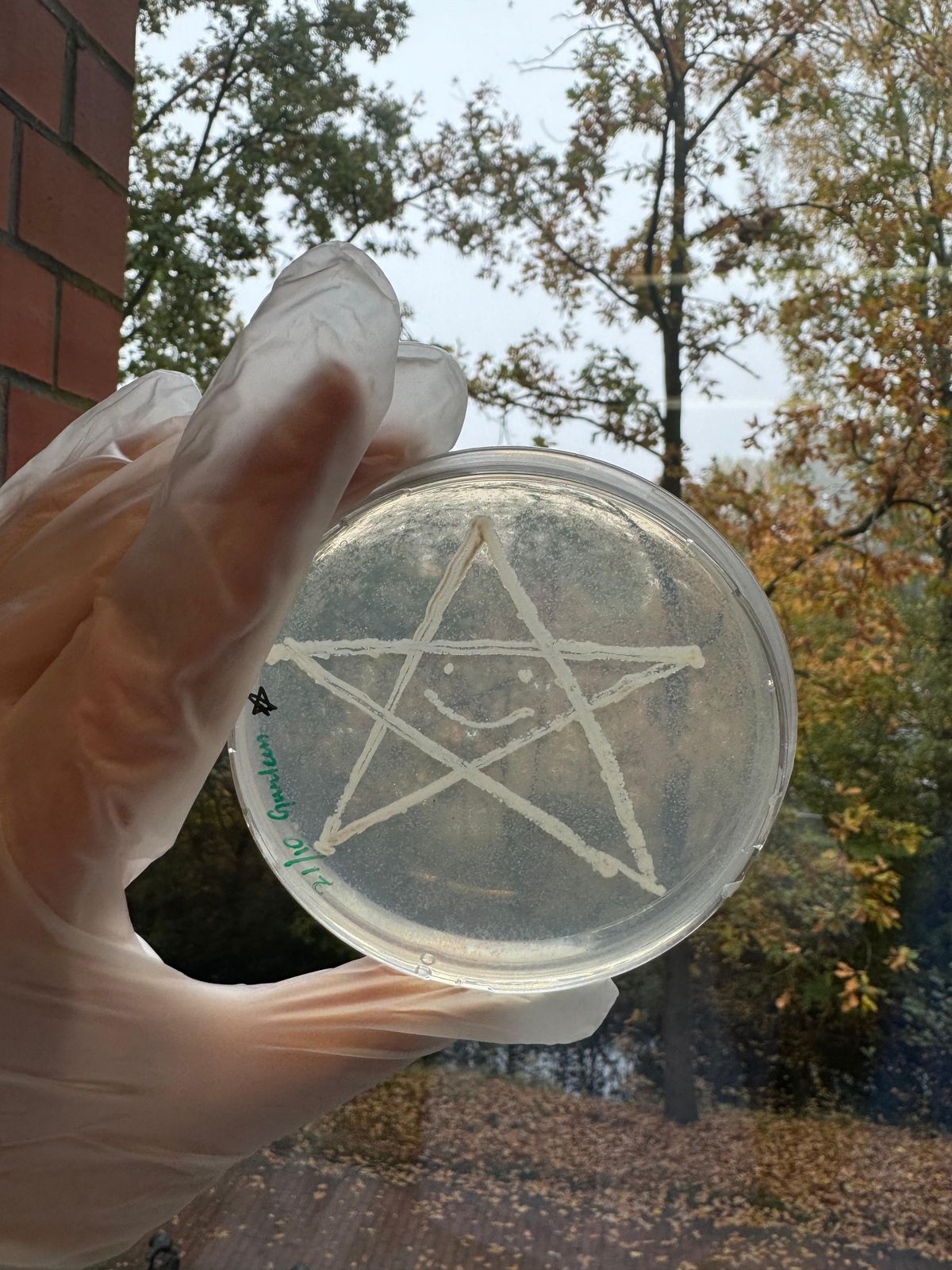 From bacterial Culture to Christmas kultur — Gurleen Singh — I am a microbiology student and was working with isolates from Jade Bay for my research project, and wanted to capture my research with the holiday spirit in mind. The bacteria in use is Bacilli species. 