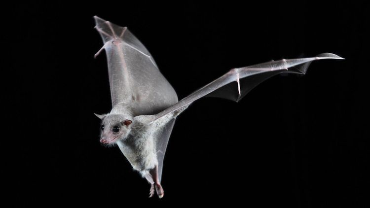 Foto eines Flughundes mit ausgebreiteten Flügeln im Flug vor schwarzem Hintergrund