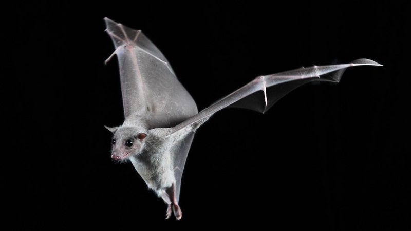 Foto eines Flughundes mit ausgebreiteten Flügeln im Flug vor schwarzem Hintergrund