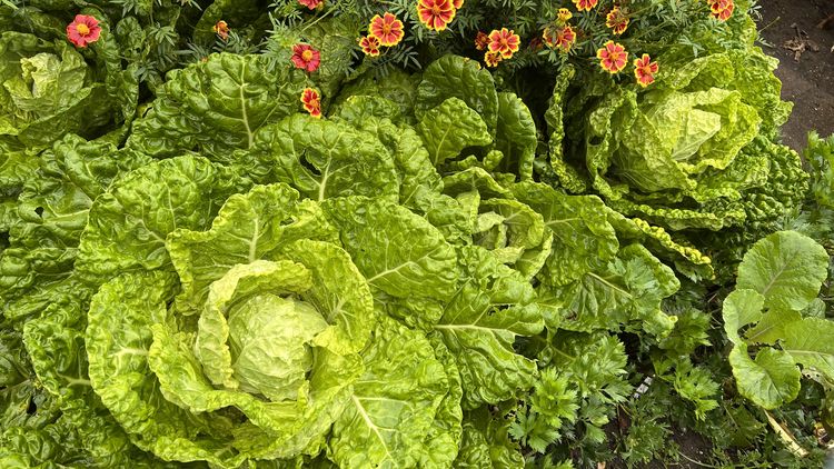 Zwei kohlkopfartige Pflanzen, im Hintergrund Tagetesblumen.