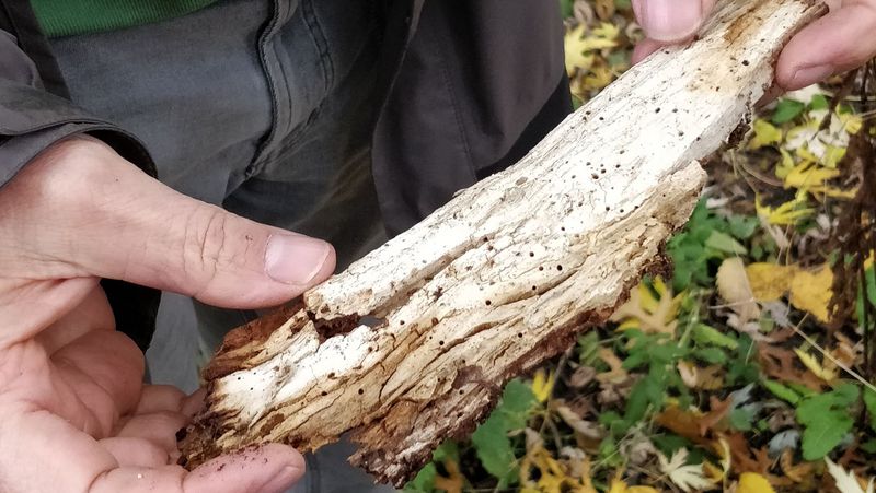 Nahaufnahme eines abgerissenen Holzstücks. Es sind viele kleine Löcher zu erkennen.