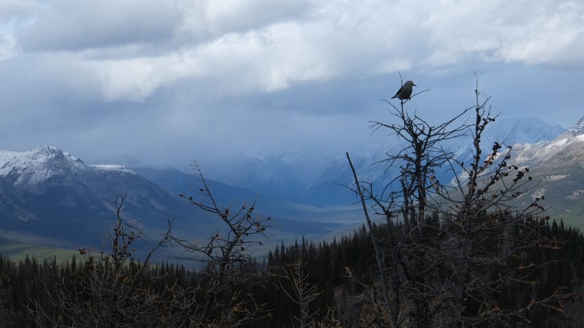 Rocky Mountains bei Lake Louise