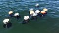 Nearly a dozen of the barrel-shaped drifters float as a loose group in the calm seawater. 