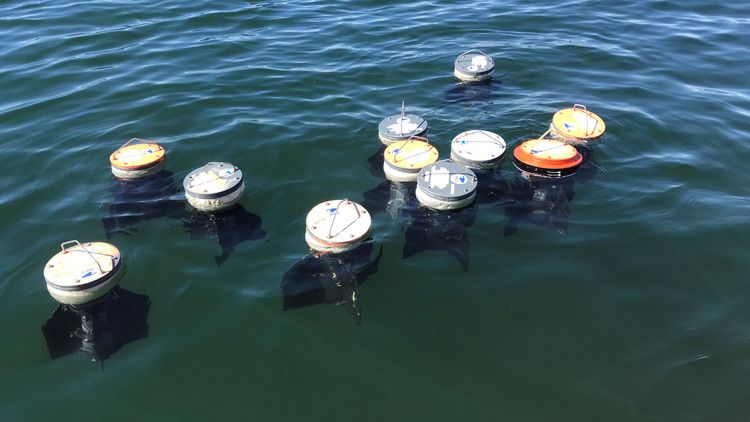 Nearly a dozen of the barrel-shaped drifters float as a loose group in the calm seawater. 