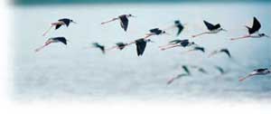 Vogelschwarm