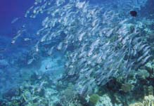 Fische