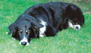 Schlauer Hund